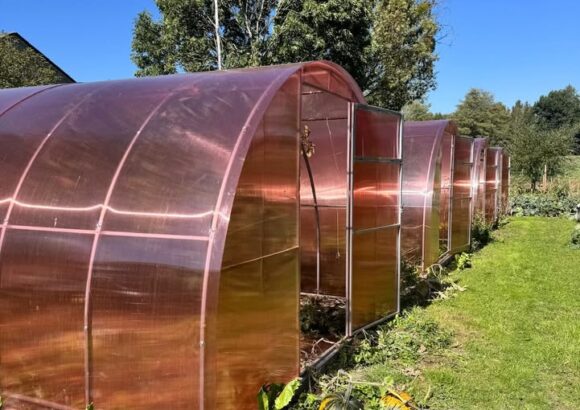 🌸 Czy warto kupić różową szklarnię? — rozmowa z Panią Agnieszką Paździor-Klocek