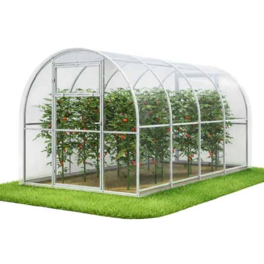 Szklarnia ogrodowa z poliwęglanu 2,4 × 4 m z rosnącymi pomidorami w środku
