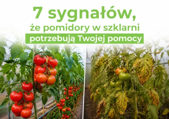 7 sygnałów, że pomidory w szklarni potrzebują Twojej pomocy